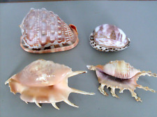 Sea shells assorted. for sale  BURY ST. EDMUNDS