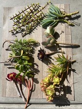Assorted succulent cuttings for sale  Temecula