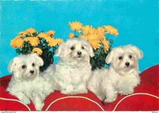 bichon maltais nain d'occasion bichon maltais nain d'occasion Expédié en Belgium