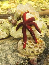 Large purple linckia for sale  Homestead