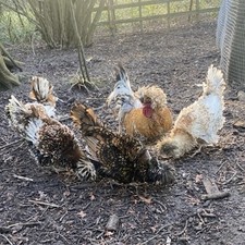 Fresh eggs polish for sale  HUNTINGDON
