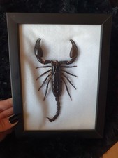 Echter skorpion schaukasten gebraucht kaufen  Hösbach