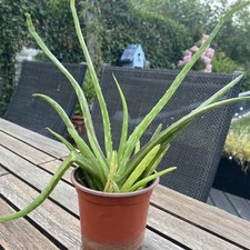 aloe vera plant for sale aloe vera plant for sale BISHOP'S STORTFORD