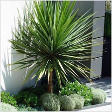 Litre cordyline australis for sale  PRESTON