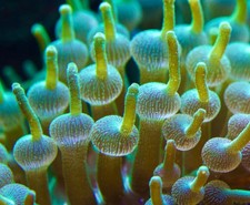 Live green bubble for sale  Huntington