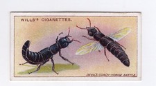 Cartão Wills Garden Life 1914 #06 Devil’s Coach-horse Beetle, usado comprar usado  Enviando para Brazil