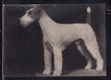 Cartolina cane fox usato  Italia