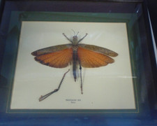Peruvian grasshopper display for sale  MIRFIELD