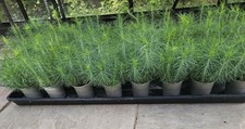 Mexican weeping pine for sale  BARNSLEY
