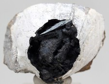 Vivianite clam fossil for sale  Tucson