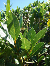 Sweet bay laurel for sale  Huntington Beach