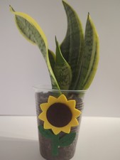 Snake plant cutting for sale  Desoto
