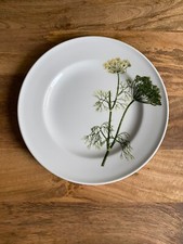 Dibbern herbaticum dill gebraucht kaufen  Herford