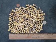 Elephant garlic corms for sale  Leonard