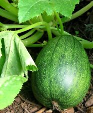 Tatume summer squash for sale  Deltona
