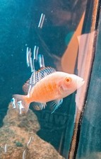Albino strawberry dragonblood for sale  Lansing