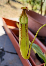 Nepenthes fusca usato  Reggello