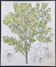 Botanique catalpa caroline d'occasion  Limoges-