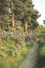 D168761 england. royal for sale  WARLINGHAM