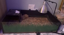Personalised tortoise reptile for sale  OLDHAM