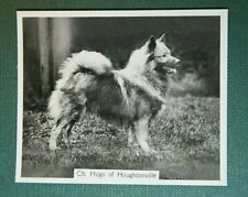 Keeshond high quality for sale  DERBY