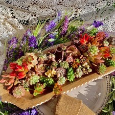 succulent potted 12 for sale  Edison