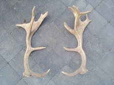 Paire bois cerf d'occasion  Carvin