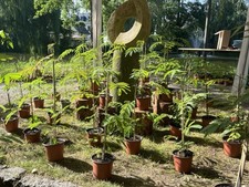 Seidenbaum albizia julibrissin gebraucht kaufen  Pulsnitz