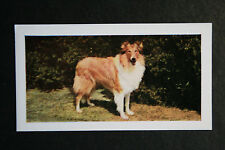 Cartão fotográfico colorido vintage ROUGH COLLIE DE29 comprar usado Cartão fotográfico colorido vintage ROUGH COLLIE DE29 comprar usado  Enviando para Brazil