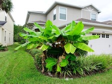 Live musa basjoo for sale  Mcminnville
