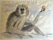 gibbon monkey for sale gibbon monkey for sale Tucson