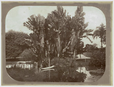 Brésil, Rio de Janeiro, Avenida principal do jardim de plantas de Saint-Pierre,  comprar usado  Enviando para Brazil