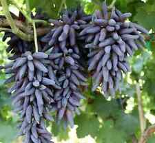 Halloween fingers grapes for sale  USA