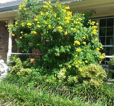 Organic esperanza seeds for sale  Metairie