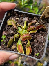 Dionaea fuzzy tooth d'occasion  Cormeilles-en-Vexin