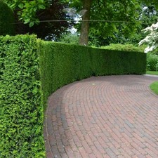 Gemeine eibe taxus gebraucht kaufen  Nordhorn