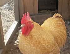 Lemon cuckoo pekin for sale  UK