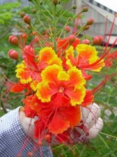 Caesalpinia pulcherrima seeds for sale  Venice