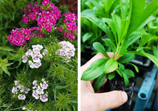 Sweet william large for sale  STOURBRIDGE