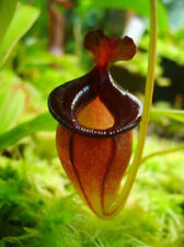 Nepenthes jacquelineae pianta usato  Italia