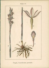 Lithographie dingel limodorum gebraucht kaufen  Sibbesse