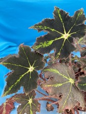 Begonia black velvet for sale  San Francisco