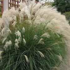 Miscanthus sinensis yaku d'occasion Miscanthus sinensis yaku d'occasion  Pouzauges