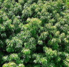 Samen steineibe frühling gebraucht kaufen  Deutschland