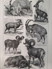 1890 mountain goats for sale  Jasper