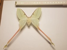 Actias dubernardi weibchen gebraucht kaufen  Halle