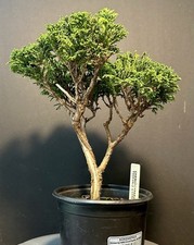 Pre bonsai tree for sale  Richmond