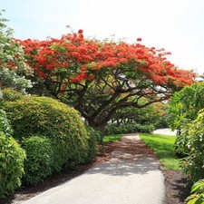 Graines delonix regia d'occasion  Suresnes