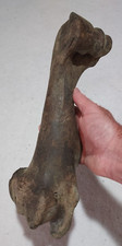 Bison right humerus for sale  Glenwood