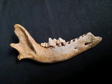 Unterkiefer grauwolf sangerhau gebraucht kaufen  Zeitz